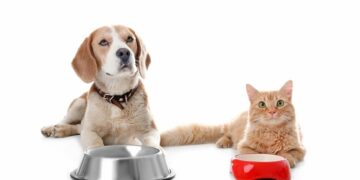 Корма для кошек и для собак: классы и основные характеристики