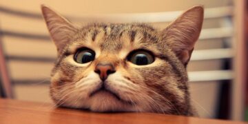 Как определить зависимость кота от лакомств: признаки и рекомендации