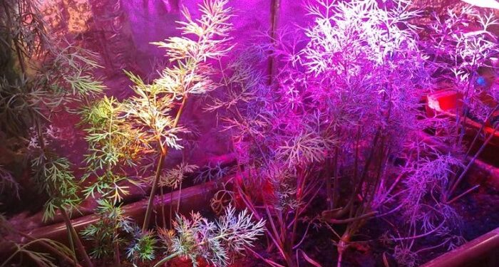 Вирощування кропу під фітосвітлодіодами: ефективність та переваги