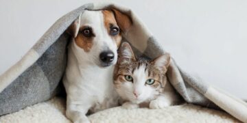 Fluffy Puppy Pet Store is a store created for caring pet owners