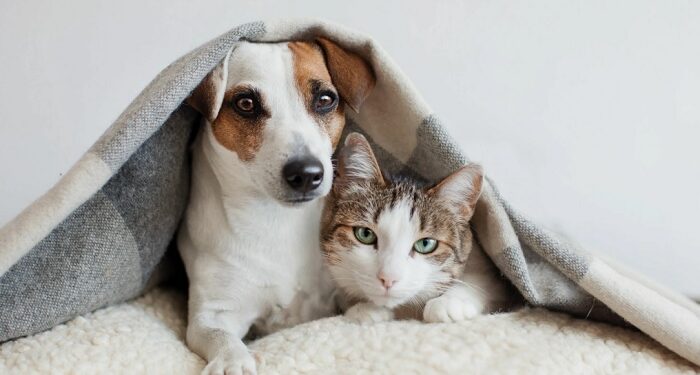 Fluffy Puppy Pet Store is a store created for caring pet owners