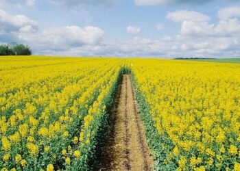 Стимулятор росту для ріпаку: технологія отримання стабільних урожаїв олійної культури