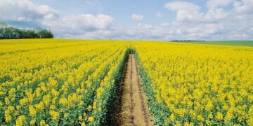 Стимулятор росту для ріпаку: технологія отримання стабільних урожаїв олійної культури